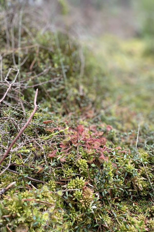 Eine Nahaufnahme des Bodens in einem Moor, bedeckt mit verschiedenen Moosarten und Pflanzen. Es sind grüne, rötliche und gelbliche Moose zu sehen, was auf die vielfältige Vegetation eines Moores hinweist.