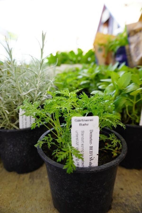 Produktfoto zu Kräuter Topf Beifuß einjährig