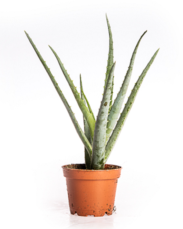 Produktfoto zu Aloe Vera im Topf