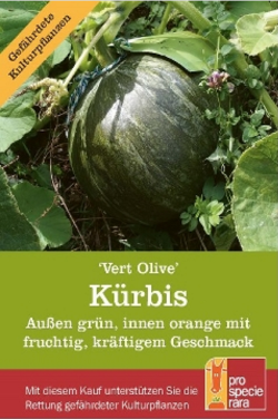 Produktfoto zu Saatgut Kürbis Vert Olive