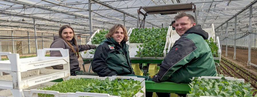 Deckers Biohof feinste alte Tomatensorten in Bioqualität