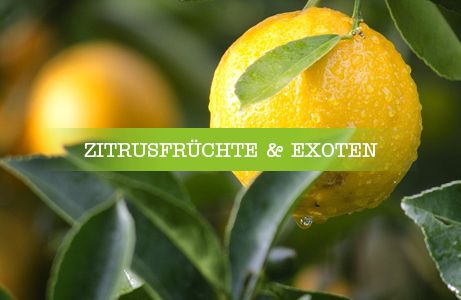 Zitrusfrüchte und Exoten