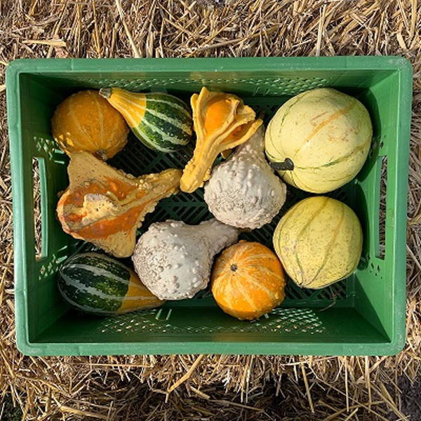 Produktfoto zu Zierkürbisse Mix-Kiste, 5 Stück