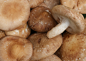 KI generiert: Frische Pilze in Nahaufnahme, überwiegend mit braunen Köpfen und einem weißen Stiel.