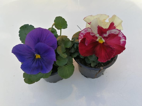 Produktfoto zu Stiefmütterchen im Topf