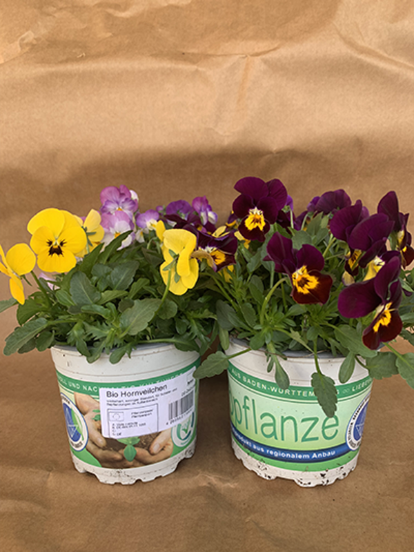 Produktfoto zu Hornveilchen im Topf