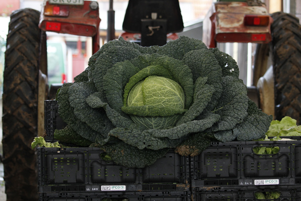 Ein großer Kohlkopf liegt in einer Kiste, die hinten an einem Traktor befestigt ist.