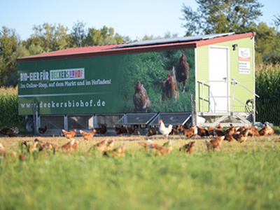 Hühner laufen auf einer Wiese vor einem mobilen Stall-Anhänger.