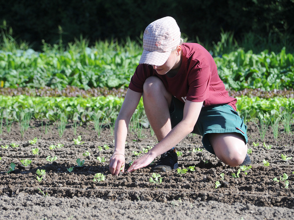 Eine Person kniet auf einem Acker und beugt sich über junge Pflanzen. Sie trägt eine Kappe und ein rotes T-Shirt und pflanzt oder versorgt die Setzlinge mit den Händen.