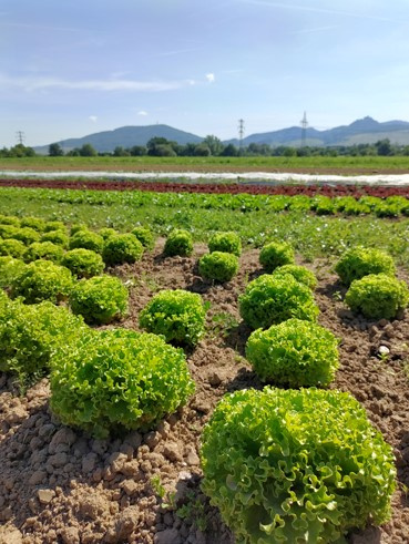 Eine Panoramaaufnahme eines weiten Feldes. Im Vordergrund sind ordentliche Reihen von hellgrünem Kopfsalat zu sehen. Dahinter gibt es weitere Felder mit verschiedenen Pflanzen in unterschiedlichen Brauntönen. Am Horizont sind Berge und Strommasten sichtbar.