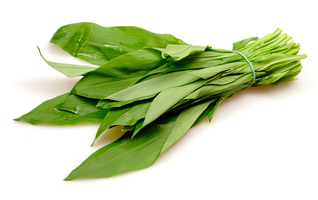 Ein Bündel frischer Bärlauchblätter, zusammengebunden mit einem Gummiband.