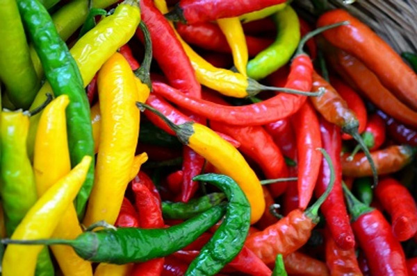 Produktfoto zu Chili rot _ grün _ gelb