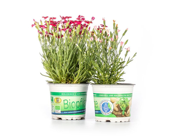 Produktfoto zu Nelken im Topf