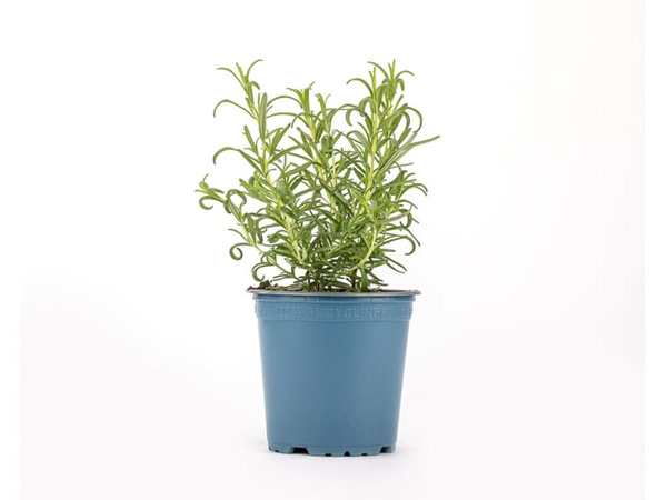 Produktfoto zu Kräuter Topf Rosmarin