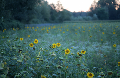 Eine Nahaufnahme eines Feldes mit Sonnenblumen und anderen Pflanzen bei Dämmerung oder Sonnenuntergang. Das Licht ist weich und goldfarben.