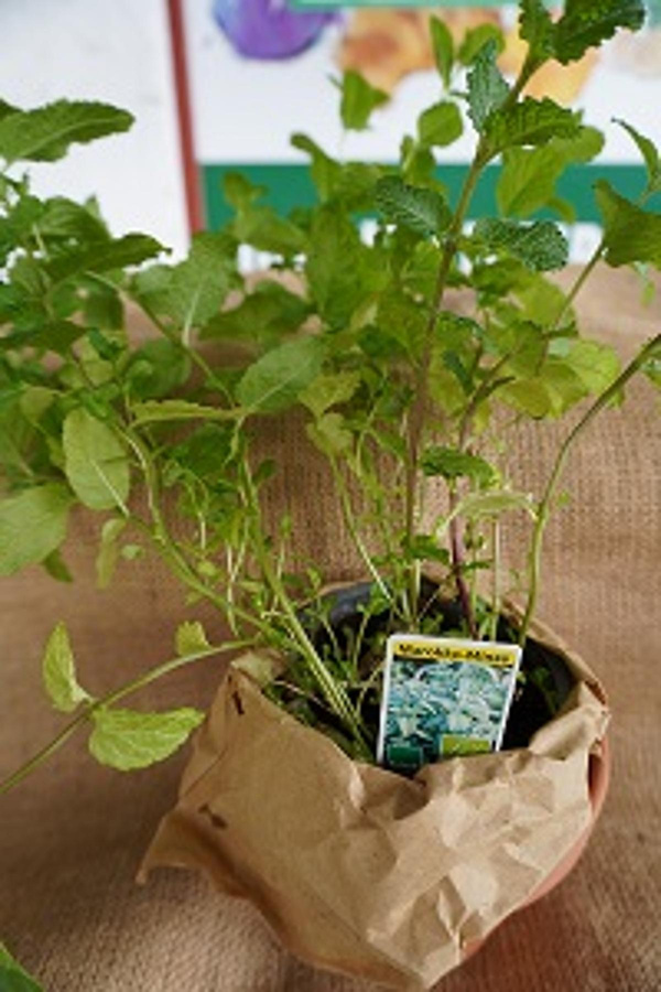 Produktfoto zu Kräuter Topf Schoko-Minze