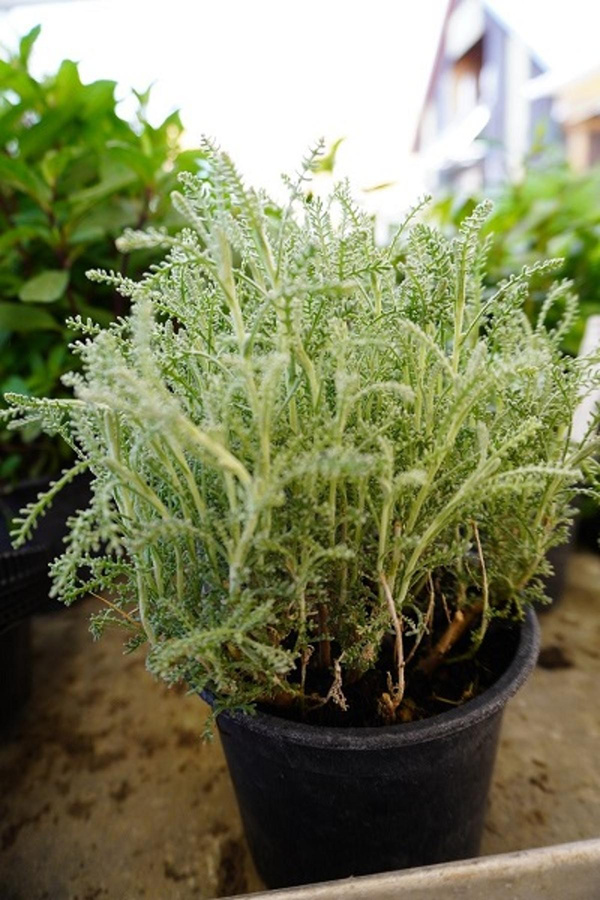 Produktfoto zu Kräuter Topf Heiligenkraut