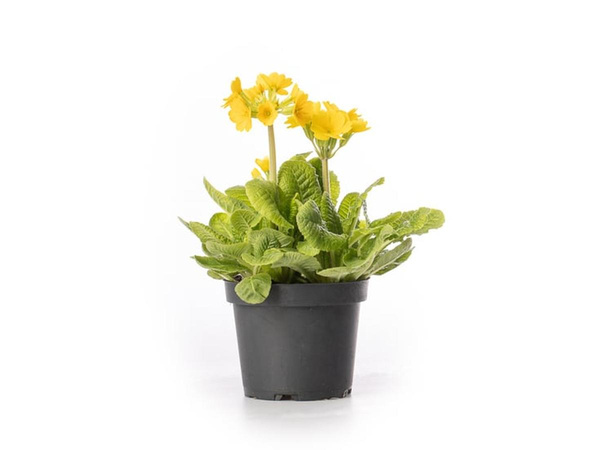 Produktfoto zu Schlüsselblume im Topf