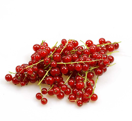 Rote Johannisbeeren auf weißem Hintergrund.