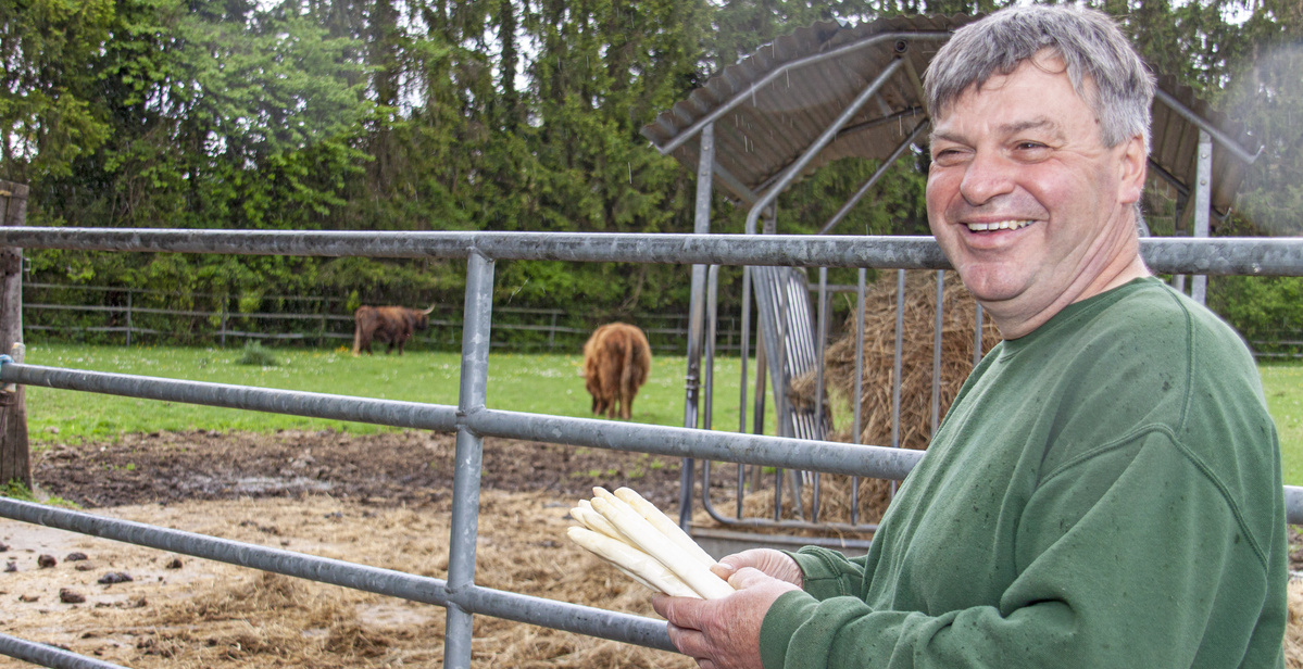 Ein lächelnder Bauer in einem grünen Pullover hält einen Bund weißen Spargel in seinen Händen. Er steht vor einem Metallzaun, hinter dem zwei braune Kühe auf einer Weide grasen. Im Hintergrund sind Bäume und ein Unterstand zu sehen.