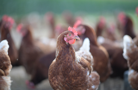 Eine dichte Gruppe brauner Hühner ist verschwommen im Vordergrund und scharf im Hintergrund zu sehen, während sie auf dem Boden scharren.