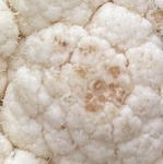 Ein runder Ausschnitt eines Blumenkohlkopfes, der bräunliche oder rötliche Verfärbungen aufweist, die auf Sonnenbrand hindeuten, mit der Beschriftung 'Sonnenbrand'.