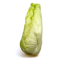 Ein einzelner Spitzkohl vor weißem Hintergrund.