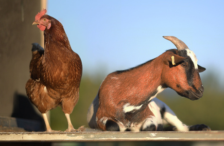 Ein braunes Huhn steht neben einer Ziege mit Hörnern auf einem grasbewachsenen Feld. Im Hintergrund ist blauer Himmel zu sehen.