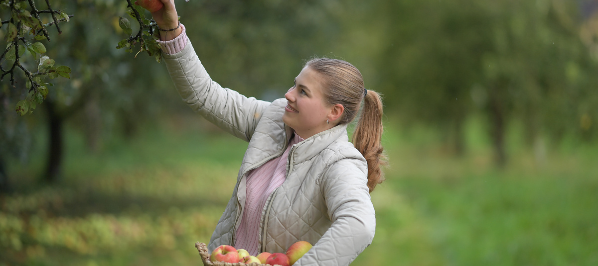 Eine junge Frau mit Pferdeschwanz und einer hellen Jacke streckt sich in einem Obstgarten nach Äpfeln an einem Baum. Sie hält einen Korb mit bereits geernteten, rotbackigen Äpfeln.
