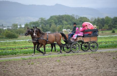 Regionales Obst