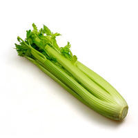 Ein Bund frischer Selleriestangen auf weißem Hintergrund.