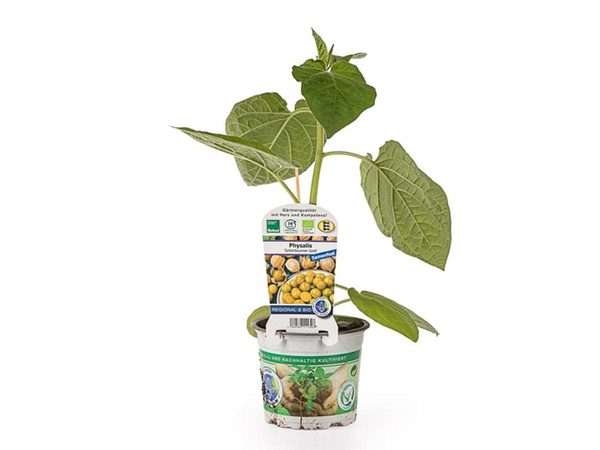 Produktfoto zu Jungpflanzen Physalis im Topf