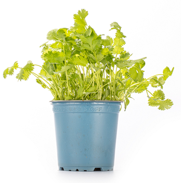 Produktfoto zu Kräuter Topf Koriander