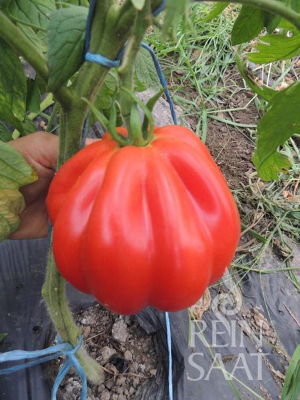 Produktfoto zu Jungpflanzen Fleischtomate Liguria