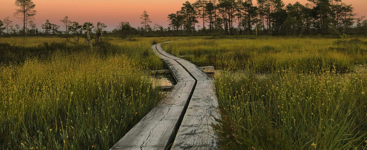 Moorlandschaft: Ein Holzsteg schlängelt sich durch eine grüne Moorlandschaft unter einem hellen Himmel mit Bäumen am Horizont. Der Steg führt durch feuchtes Gelände mit hohem Gras und vereinzelten Wasserflächen.