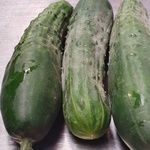 Ein runder Ausschnitt, der drei grüne Gurken zeigt, von denen einige mit weißlich-grauem Mehltau bedeckt sind, mit der Beschriftung 'Gurke mit Mehltau'.