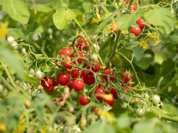 Produktfoto zu Jungpflanzen Buschtomate
