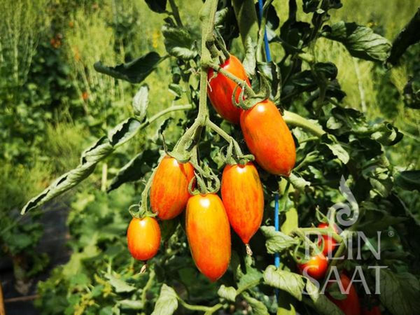 Produktfoto zu Jungpflanzen Cocktailtomate Pink Tiger
