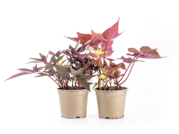 Produktfoto zu Jungpflanze Süßkartoffel im Topf