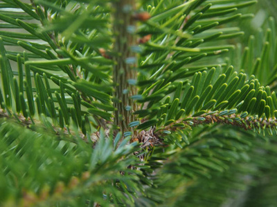 Produktfoto zu Weihnachtsbaum S, ca. 1,10 – 1,50 m