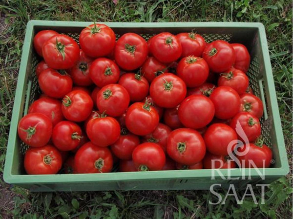 Produktfoto zu Jungpflanzen Fleischtomate St. Pierre