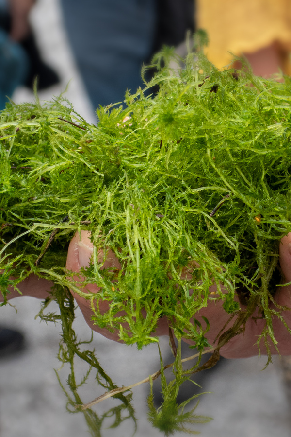 Zwei Hände halten eine große Menge leuchtend grüner, farnähnlicher Pflanzen - Torfmoose. Die Pflanzen sind feucht.