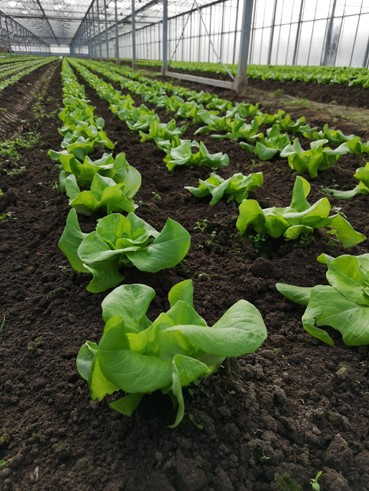 Eine Nahaufnahme von jungen Salatpflanzen, die in einem Gewächshaus in ordentlichen Reihen in dunkler Erde wachsen. Die Reihen sind durch Bewässerungsschläuche getrennt, und die Pflanzen zeigen kräftige, grüne Blätter. Die scharfe Perspektive der Reihen erzeugt eine visuelle Tiefe.