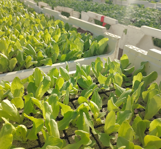 Jungpflanzentauschaktion