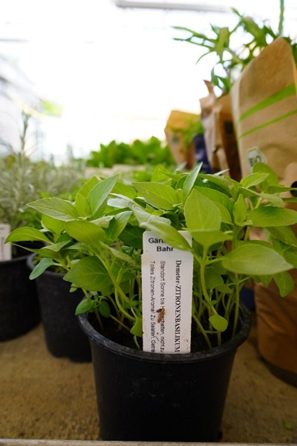 Produktfoto zu Kräuter Topf Zitronen-Basilikum