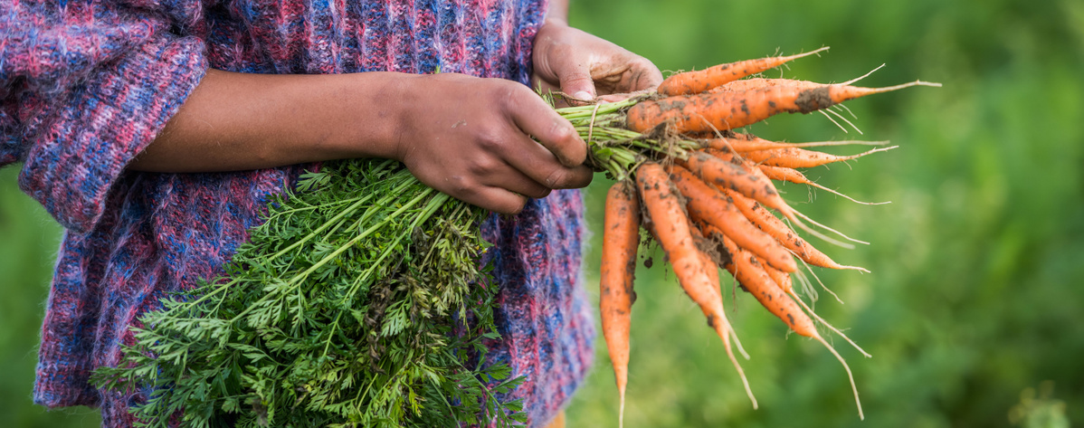 Ein Paar Hände, die einen Bund frisch geernteter, erdiger Karotten mit grünen Blättern vor einem unscharfen grünen Hintergrund halten