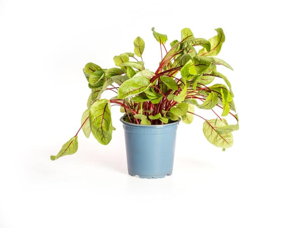 Produktfoto zu Kräuter Topf Sauerampfer