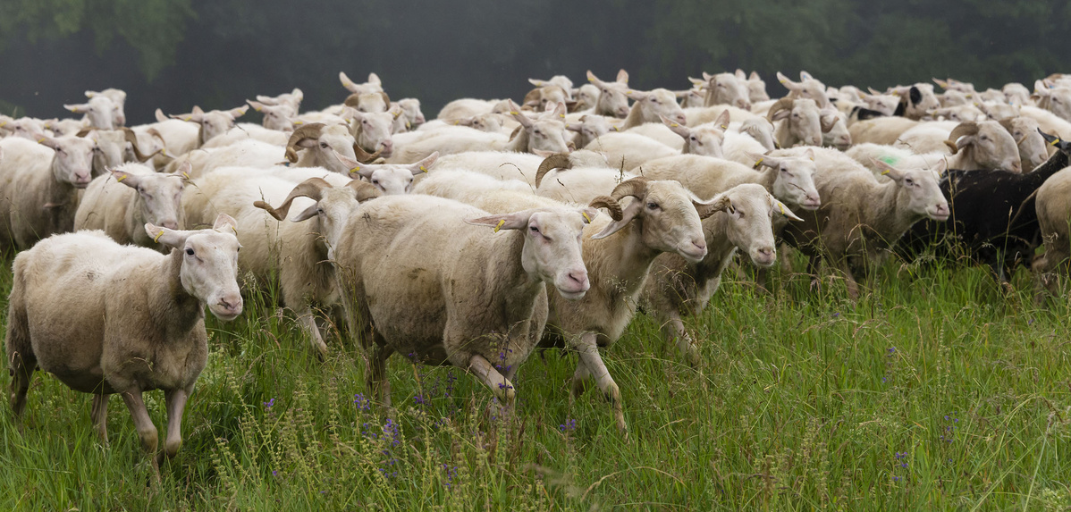  Eine große Herde von hellen Schafen, einige mit Hörnern, bewegt sich durch ein Feld mit hohem grünem Gras und vereinzelten violetten Blumen. Im Hintergrund sind weitere Schafe dicht beieinander zu sehen.