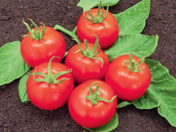 Produktfoto zu Jungpflanzen runde Tomate Matina