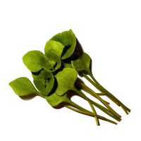 Frische grüne Postelein-Blätter auf weißem Hintergrund.